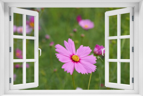 Fototapeta Naklejka Na Ścianę Okno 3D - ピンク色の一輪のコスモスの花