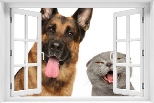 Fototapeta Naklejka Na Ścianę Okno 3D - Close-up of happy cat and dog