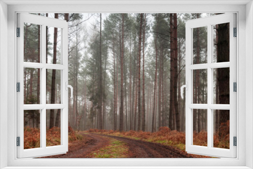 Fototapeta Naklejka Na Ścianę Okno 3D - Jesienny las w mglisty poranek