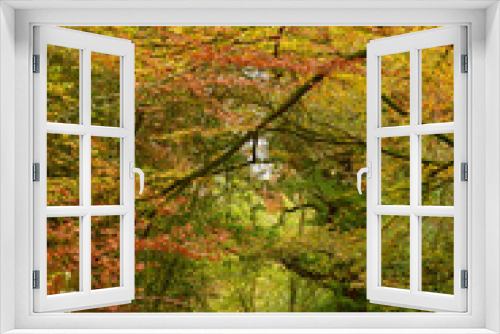 Fototapeta Naklejka Na Ścianę Okno 3D - Beautiful broadleaved woodland in autumn in UK