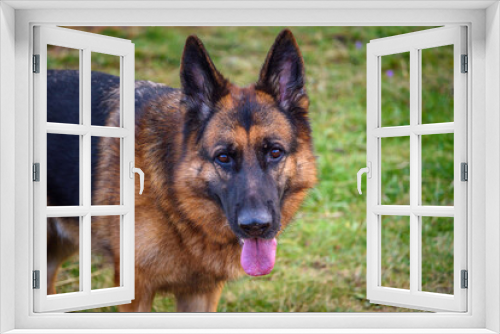 Fototapeta Naklejka Na Ścianę Okno 3D - close-up photo of the head and the rest of the body of a standing German shepherd dog, looking relaxed at the camera, mouth ajar, tongue sticking out and ears pricked. In the background the unfocused 