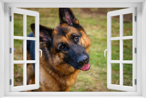 Fototapeta Naklejka Na Ścianę Okno 3D - photo of the head, in the foreground, and the rest of the body of a standing German shepherd dog, looking attentively at the camera, with the head tilted to the left listening to the orders of the pho