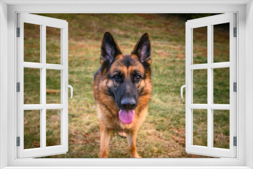 Fototapeta Naklejka Na Ścianę Okno 3D - German Shepherd Dog standing in the grass, looking directly at the camera, the photographer, relaxed, watching, with its mouth ajar, its tongue sticking out and its ears pricked.