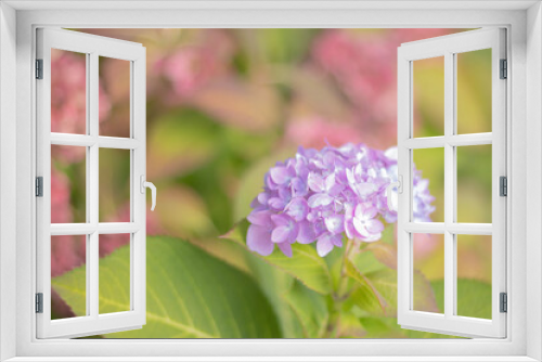 Fototapeta Naklejka Na Ścianę Okno 3D - Soft Hydrangea
