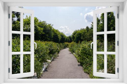 Fototapeta Naklejka Na Ścianę Okno 3D - Empty Trail at Governors Island lined with Green Plants and Flowers in New York City during the Summer
