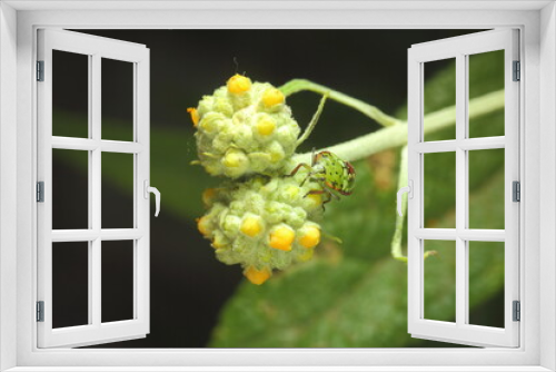 Fototapeta Naklejka Na Ścianę Okno 3D - insecto verde sobre flor amarilla