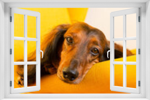 Fototapeta Naklejka Na Ścianę Okno 3D - Red long haired dachshund lying on yellow chair, small dog portrait