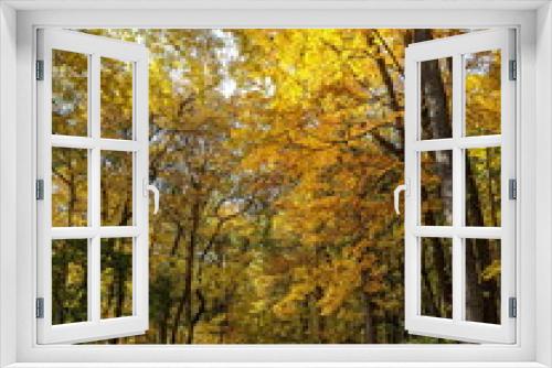 Fototapeta Naklejka Na Ścianę Okno 3D - Fall Foliage in a city park
