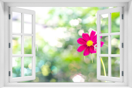 Fototapeta Naklejka Na Ścianę Okno 3D - blooming pink cosmos flowering