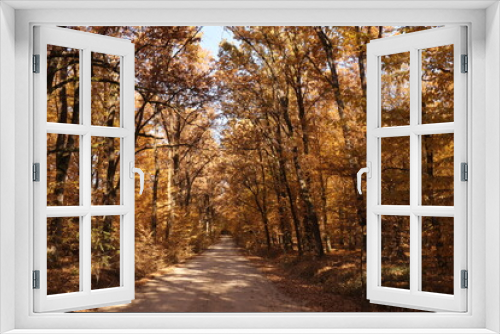 Fototapeta Naklejka Na Ścianę Okno 3D - path in autumn forest
