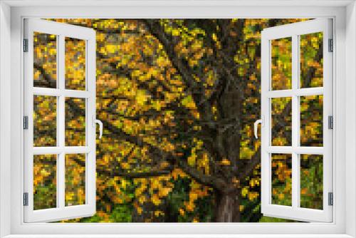 Fototapeta Naklejka Na Ścianę Okno 3D - ニュージーランド　秋のクイーンズタウンのワカティプ湖の岬にある植物園、クイーンズタウン・ガーデンズの秋の紅葉で色づいた木々と落ち葉とベンチ