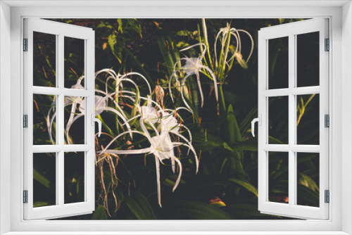 Fototapeta Naklejka Na Ścianę Okno 3D - Beautiful Hymenocallis flower normally white, with a pronounced staminal cup and narrow tepal segments petals and sepals, also known as spider lily in blossom