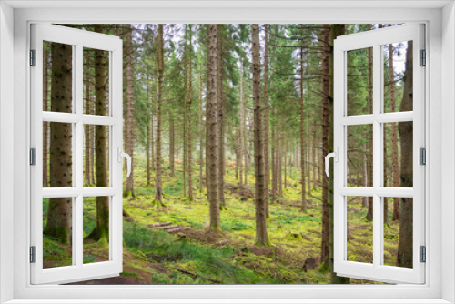 Fototapeta Naklejka Na Ścianę Okno 3D - forest vertical 