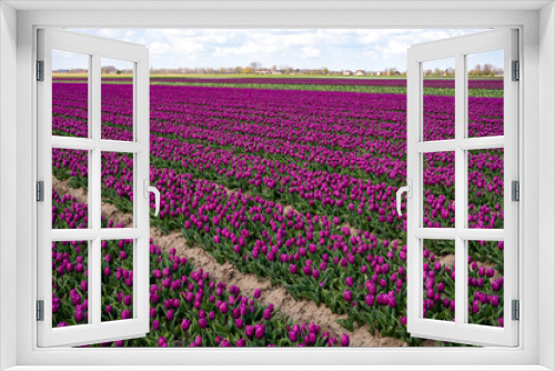 Fototapeta Naklejka Na Ścianę Okno 3D - Dutch spring, colorful tulips in blossom on farm fields in april and may near Lisse, North Holland, Netherlands