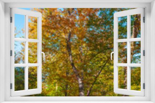 Fototapeta Naklejka Na Ścianę Okno 3D - Beautiful autumn forest in the sunny day
