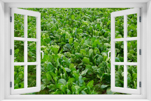 Fototapeta Naklejka Na Ścianę Okno 3D - Rows of ripe chard in a greenhouse. High quality photo