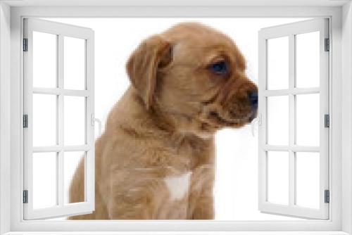 Fototapeta Naklejka Na Ścianę Okno 3D - chiot labrador marron sur fond blanc