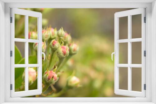 Fototapeta Naklejka Na Ścianę Okno 3D - Blossom of the pear at spring length of time