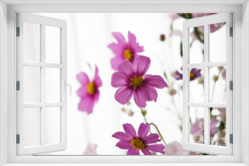 Fototapeta Naklejka Na Ścianę Okno 3D - ピンク色の花コスモス