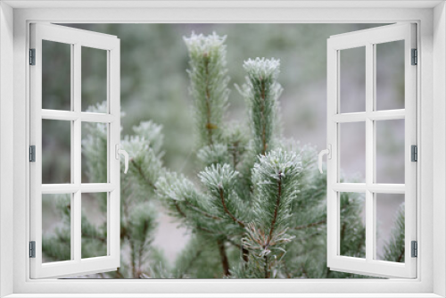 Fototapeta Naklejka Na Ścianę Okno 3D - on a cold winter morning, white frost has formed on the green pine needles