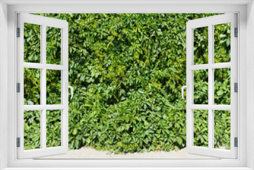 Fototapeta Naklejka Na Ścianę Okno 3D - Long panoramic view of an ivy fence with a portion of the sidewalk in front of it.