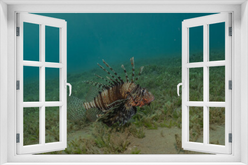 Fototapeta Naklejka Na Ścianę Okno 3D - Lion fish in the Red Sea colorful fish, Eilat Israel
