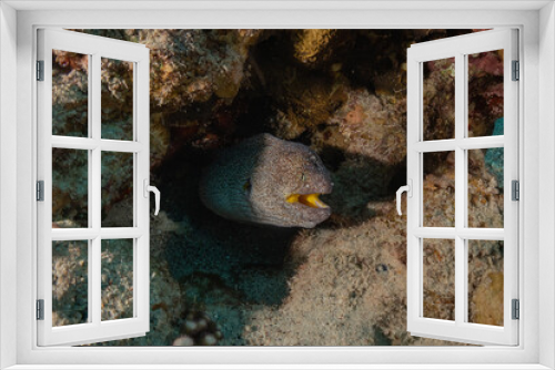 Fototapeta Naklejka Na Ścianę Okno 3D - Moray eel Mooray lycodontis undulatus in the Red Sea, Eilat Israel
