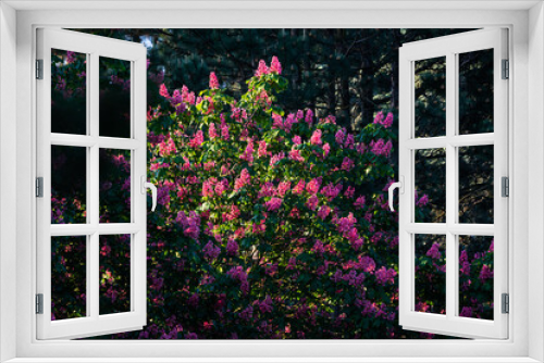 Fototapeta Naklejka Na Ścianę Okno 3D - Lilac bush in bloom between light and shade.