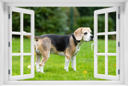Fototapeta Naklejka Na Ścianę Okno 3D - beagle dog in the garden