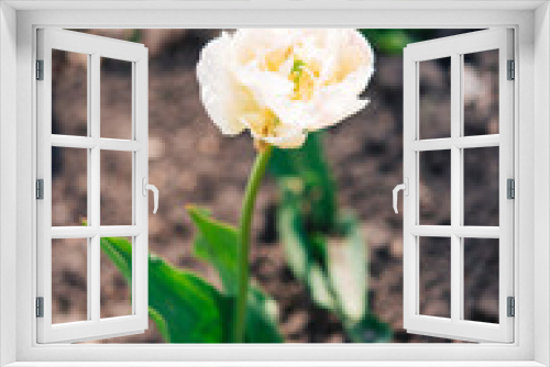 Fototapeta Naklejka Na Ścianę Okno 3D - Tulip flowers with green leafy background in tulip field in winter or spring for postcard decoration and agriculture concept design.	