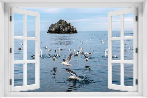 Fototapeta Naklejka Na Ścianę Okno 3D - Kamchatka Peninsula, Russia. 
Seagulls in the pacific ocean.
Sea excursions to the land of Kamchatsky volcanoes