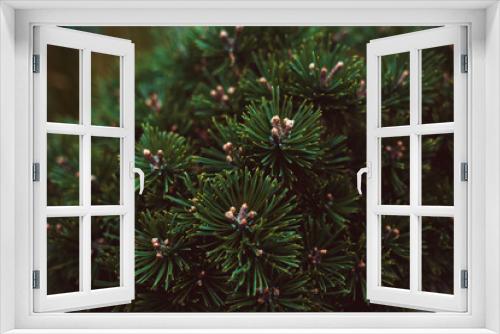 Fototapeta Naklejka Na Ścianę Okno 3D - Green pine branches fot your background