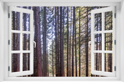 Fototapeta Naklejka Na Ścianę Okno 3D - Old Sequoia forest near village of Bogoslov, Bulgaria
