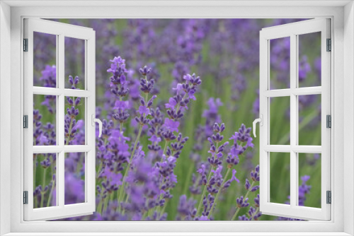 Fototapeta Naklejka Na Ścianę Okno 3D - Lavender flower field, Blooming purple fragrant lavender flowers. Growing lavender swaying in the wind, harvesting, perfume ingredient, aromatherapy