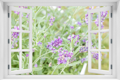 Fototapeta Naklejka Na Ścianę Okno 3D - Lavender flowers on a green background