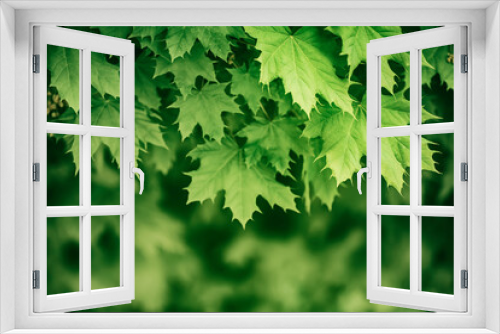 Fototapeta Naklejka Na Ścianę Okno 3D - Maple leaves background
