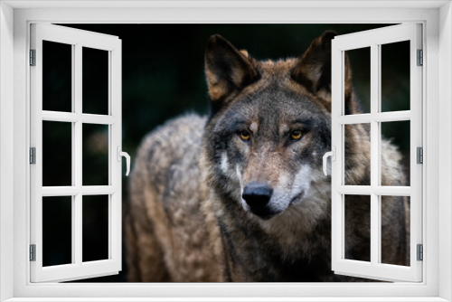 Fototapeta Naklejka Na Ścianę Okno 3D - Portrait of a gray wolf in the forest