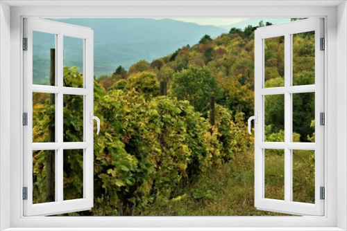 Fototapeta Naklejka Na Ścianę Okno 3D - vineyard in region country