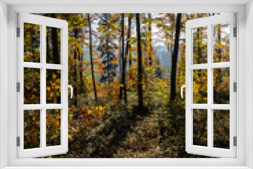 Fototapeta Naklejka Na Ścianę Okno 3D - Colorful trees in the middle of the autumn forest