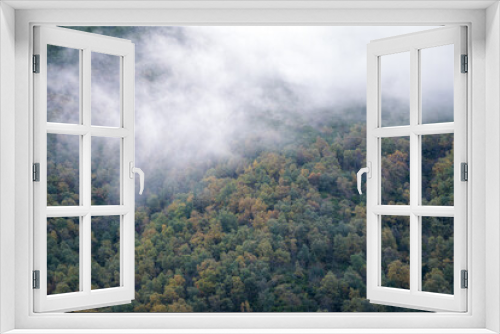Fototapeta Naklejka Na Ścianę Okno 3D - Fog hangs over a birch and oak forest