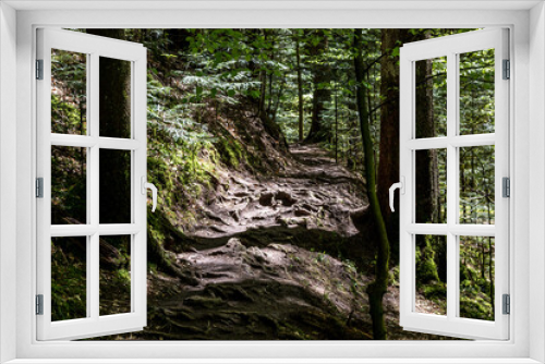 Fototapeta Naklejka Na Ścianę Okno 3D - Narrow path through the green and dark forest