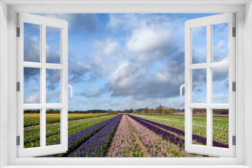 Fototapeta Naklejka Na Ścianę Okno 3D - Flower fields in the Bollenstreek, Zuid-Holland Province, The Netherlands