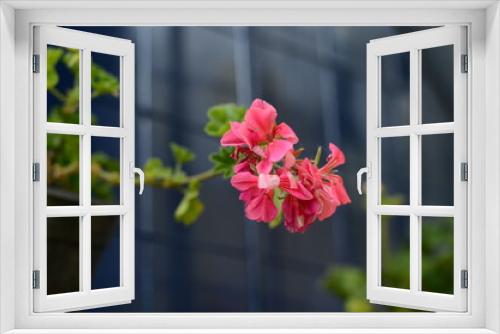 Fototapeta Naklejka Na Ścianę Okno 3D - Magnolia enfocada
