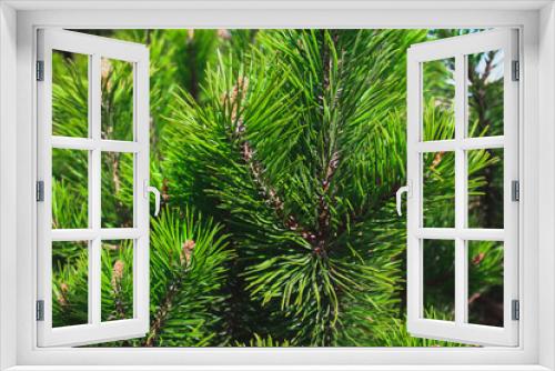 Fototapeta Naklejka Na Ścianę Okno 3D - pine needles