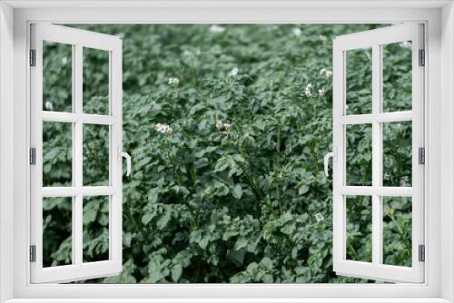 Fototapeta Naklejka Na Ścianę Okno 3D - Potato field in bloom. Growing vegetables in your home. Fresh health products from the garden.