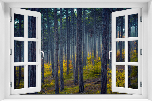 Fototapeta Naklejka Na Ścianę Okno 3D - autumn forest on misty morning 