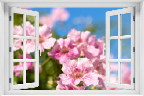 Fototapeta Naklejka Na Ścianę Okno 3D - Pink Trumpet Vine, Podranea ricasoliana, flower, Spain