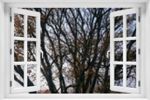 Fototapeta Naklejka Na Ścianę Okno 3D - Großer Baum in der Natur