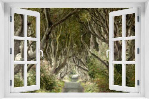 Fototapeta Naklejka Na Ścianę Okno 3D - Early Autumn landscape of Road through the Dark Hedges a unique beech tree tunnel road n Ballymoney, Northern Ireland. Game of thrones location