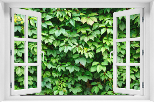 Fototapeta Naklejka Na Ścianę Okno 3D - Natural abstract modern green background